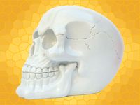 Crâne Blanc Nacré Squelette Humain Décoration Gothique DOD032-Blanc